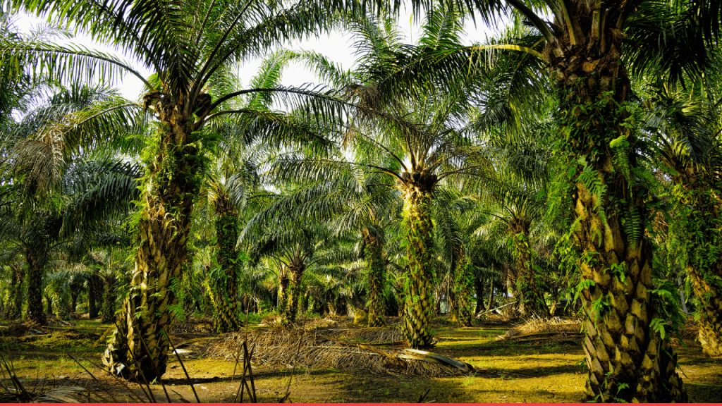 Tantangan  Bisnis Kelapa Sawit di Indonesia: Analisis dan Strategi